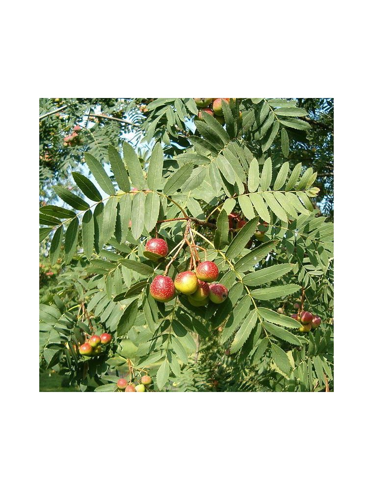 Sorbier Mac Rat De Bourgeons Bio Sorbus Aucuparia Ml