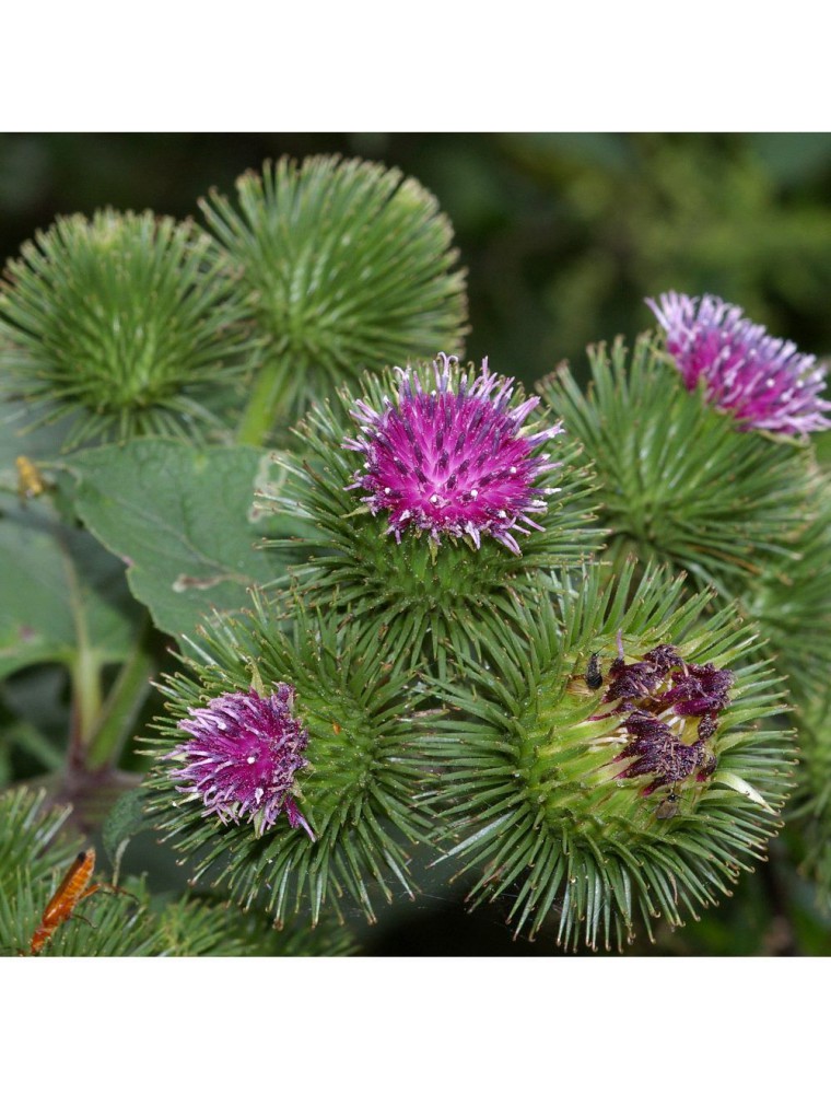 Grande Bardane Bio Feuille Coup E G Tisane D Arctium Lapa