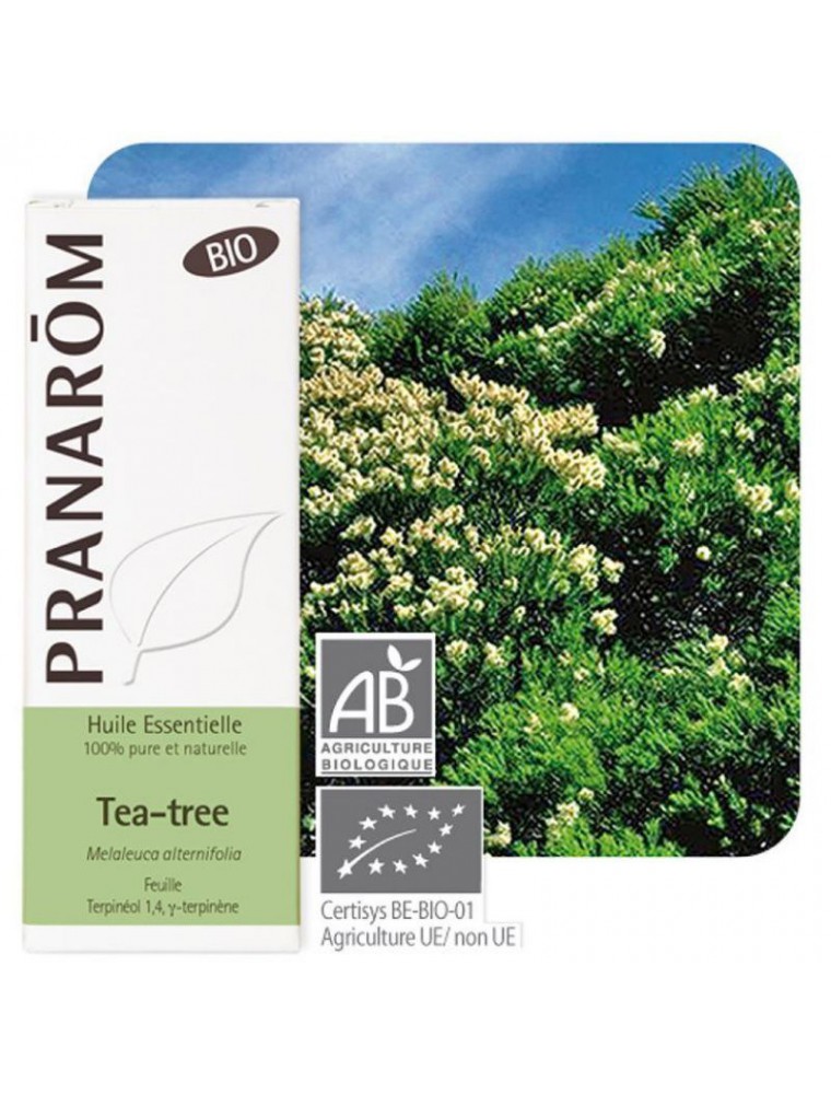 Huile essentielle Arbre à thé bio (Tea tree) – Vivia