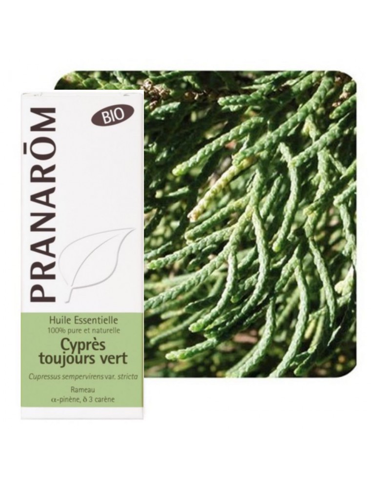 Acheter Cyprès de Provence (Cyprès toujours vert) Bio – Cupressus