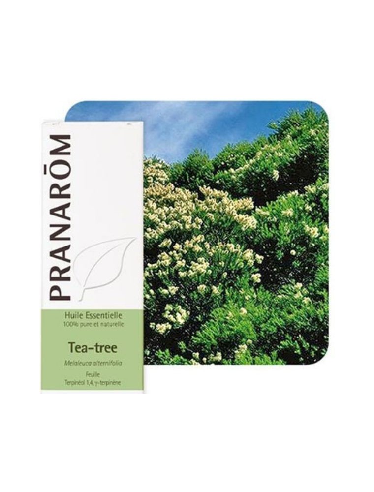 Huile essentielle arbre à thé: quels sont ses bienfaits ? • Ecogarantie