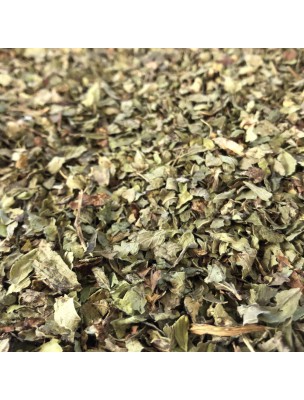 Image de Mélisse Bio - Feuilles brisures 100g - Tisane Melissa officinalis L. depuis PrestaBlog