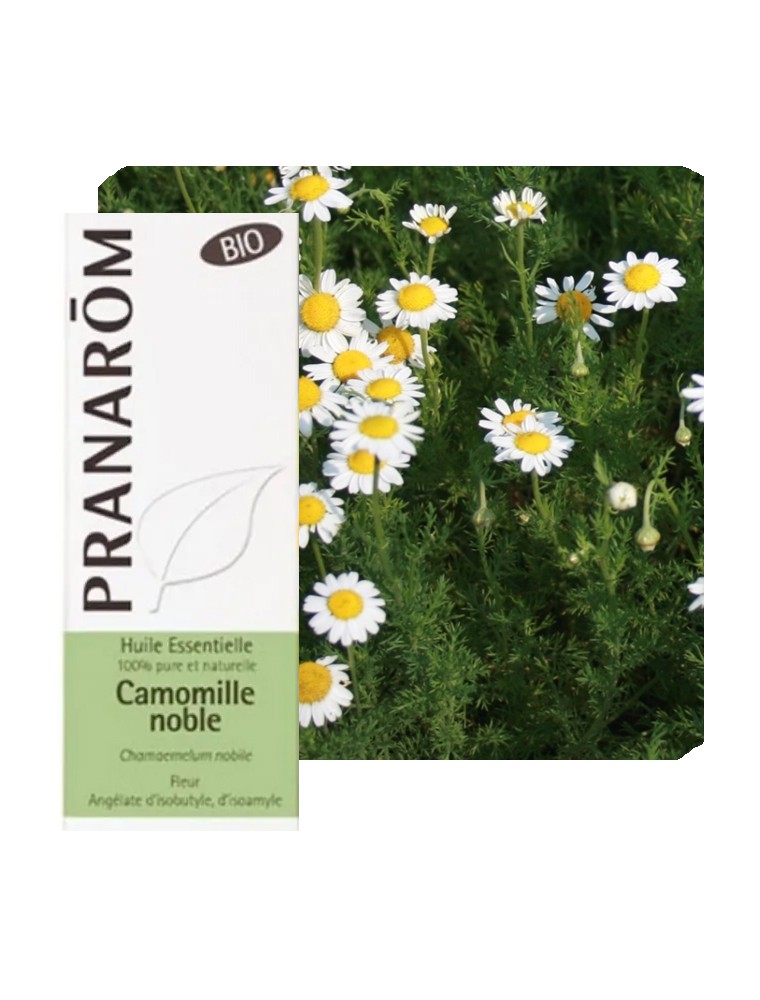FLEURANCE NATURE - Huile essentielle bio - Camomille romaine - 10 ml