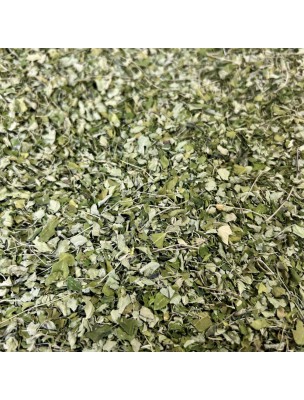 Image de Moringa Bio - Feuilles Coupées 100g - Tisane de Moringa oleifera depuis ▷▷ Tisanes de plantes commençant par la lettre M