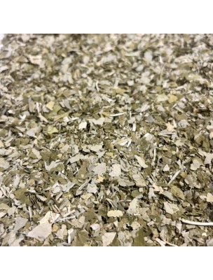 Image de Angélique Bio - Feuille coupée 100g - Tisane d'Angelica archangelica L. depuis Herboristerie Louis - Produits de phytothérapie et d'herboristerie en ligne (8)